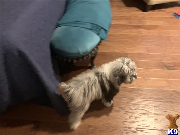 Poodle female dog